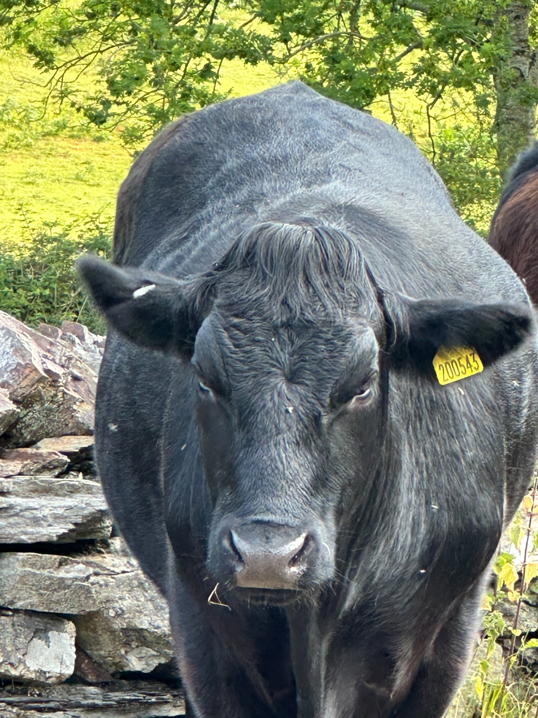 Close-up of black cow by the stone wall