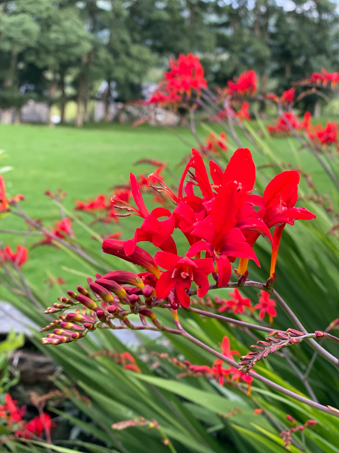 Red crocosmia flowers blooming in the garden