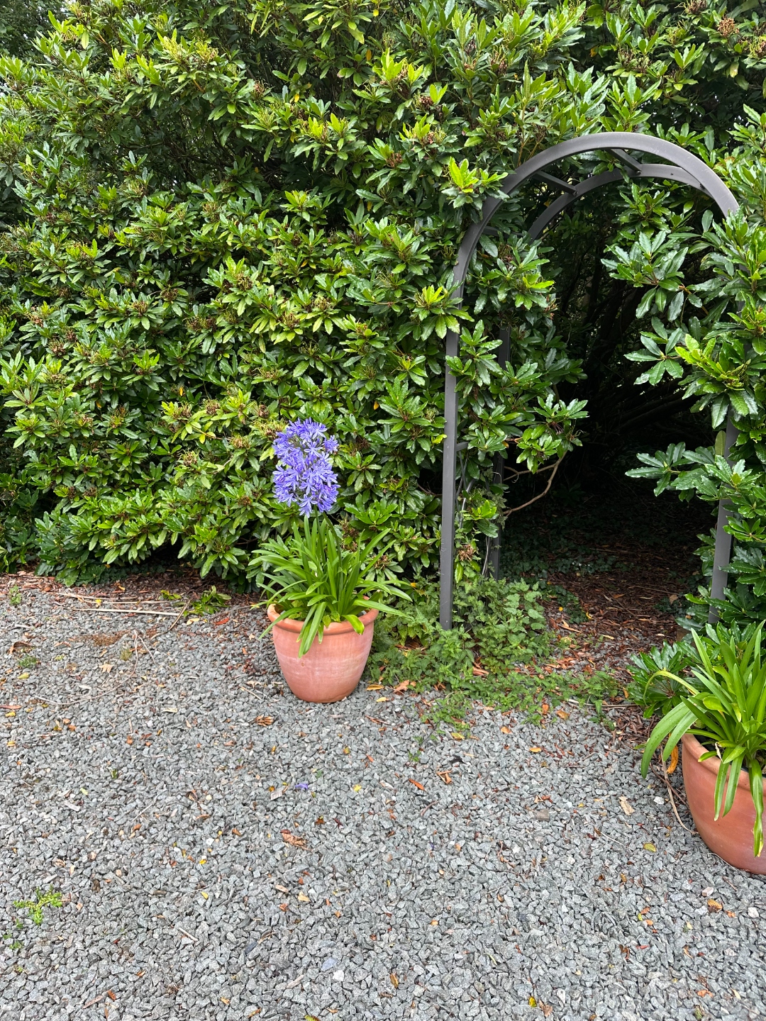 Metal archway with agapanthus pots and rhododendron hedge