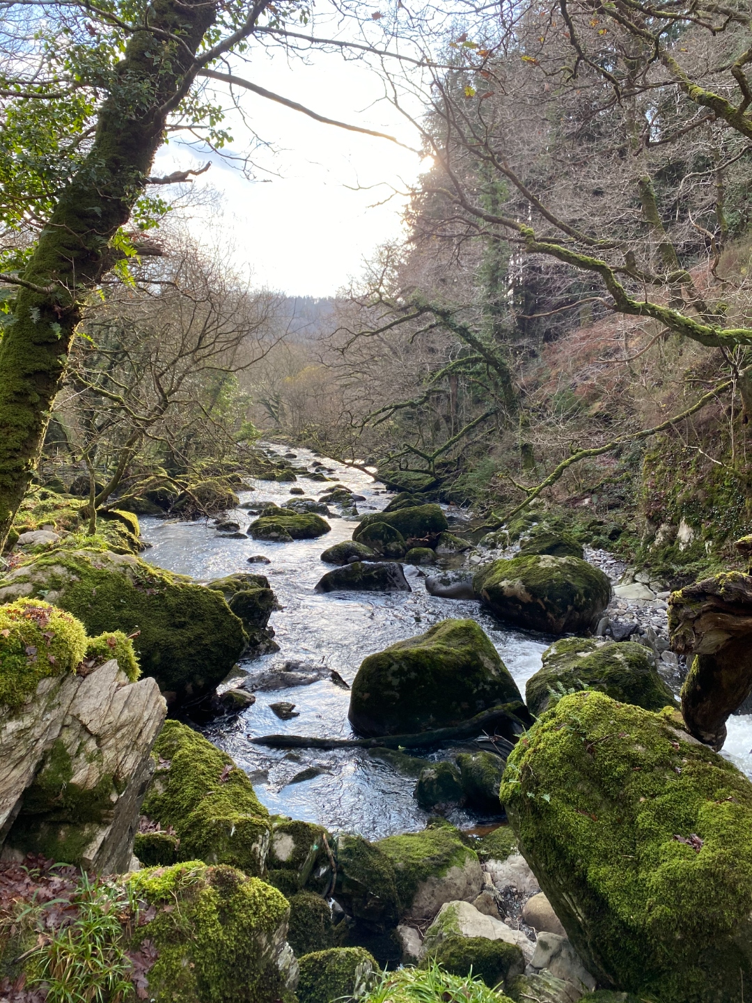 Moss-covered rocks in a shaded woodland stream