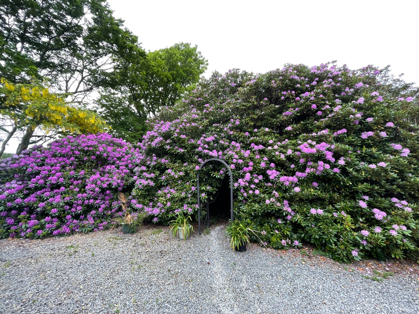 Purple rhododendron arch in full bloom